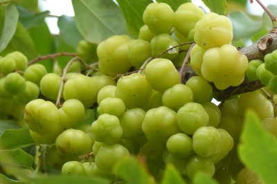 Cây dược liệu cây Chùm ruột, Tầm duột, Tầm ruộc - Phyllanthus acidus (L.) Skeels