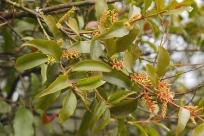 Cây dược liệu cây Chùm gởi ký sinh, Cây cui - Helixanthera parasitica L