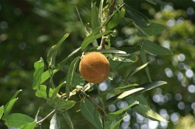 Cây dược liệu cây Chùm bao lớn, Lọ nồi - Hydnocarpus anthelmintica Pierre ex Laness