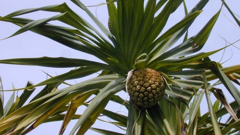 Cây dược liệu cây Dứa bắc - Pandanus tonkinensis Mart., ex Stone
