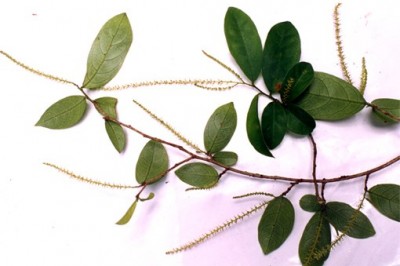 Cây dược liệu cây Chòi mòi trắng, Chòi mòi mảnh - Antidesma gracile Hemsl