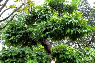 Cây dược liệu cây Chòi mòi bụi - Antidesma fruticosa (Lour) Muell - Arg