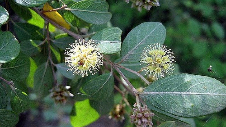Cây dược liệu cây Chò nhai, Cà dặm, Răm hay Râm - Anogeissus acuminata (Roxb. ex DC.) Guill et Perr