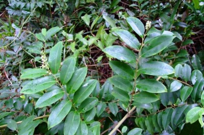 Cây dược liệu cây Chua ngút, Dây chua méo, Dây ngút, Cây thùn mùn - Embelia ribes Burm f