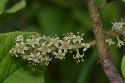 Cây dược liệu cây Chua ngút đốm - Embelia picta A. DC (E. tseriam cottam A. DC.)