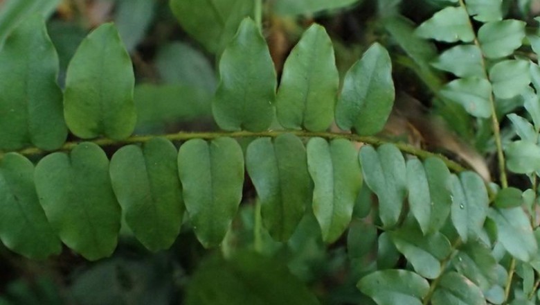 Cây dược liệu cây Chua ngút hoa thưa, Thiên lý hương - Embelia parviflolia ex A, DC