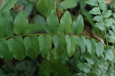 Cây dược liệu cây Chua ngút hoa thưa, Thiên lý hương - Embelia parviflolia ex A, DC