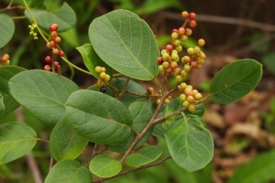 Cây dược liệu cây Chòi mòi Poilane - Antidesma poilanei Gagnep