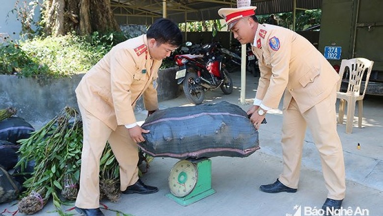 Khai thác, vận chuyển hoa lan rừng trái phép sẽ bị xử phạt hành chính