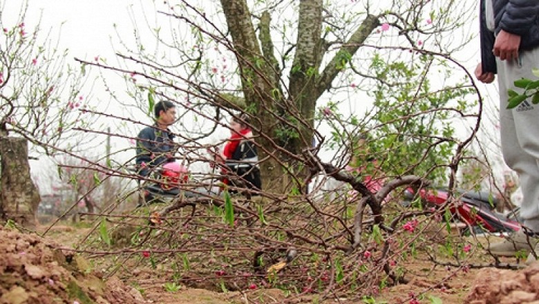 Một chủ vườn uống thuốc sâu tự tử sau vụ hàng trăm gốc đào tại 11 vườn bị phá hoại
