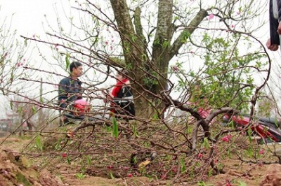 Một chủ vườn uống thuốc sâu tự tử sau vụ hàng trăm gốc đào tại 11 vườn bị phá hoại