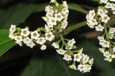 Cây dược liệu cây Đơn nem, Đơn răng cưa - Maesa perlarius (Lour) Merr, (A sinensis A DC.)