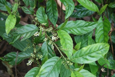Cây dược liệu cây Đơn trà, Đơn lá nhỏ - Maesa parvifolia A. DC