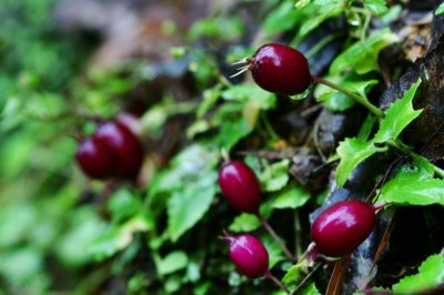 Cây dược liệu cây Đơn rau má, Vẩy ốc đỏ, Cỏ bi đen - Pratia nummularia (Lam.) A. Br. et. Aschers. (P. begoniifolia Lindl.)