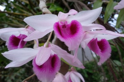 Giả Hạc Di Linh: Loài hoa lan được săn lùng và có giá cao nhất trên thị trường