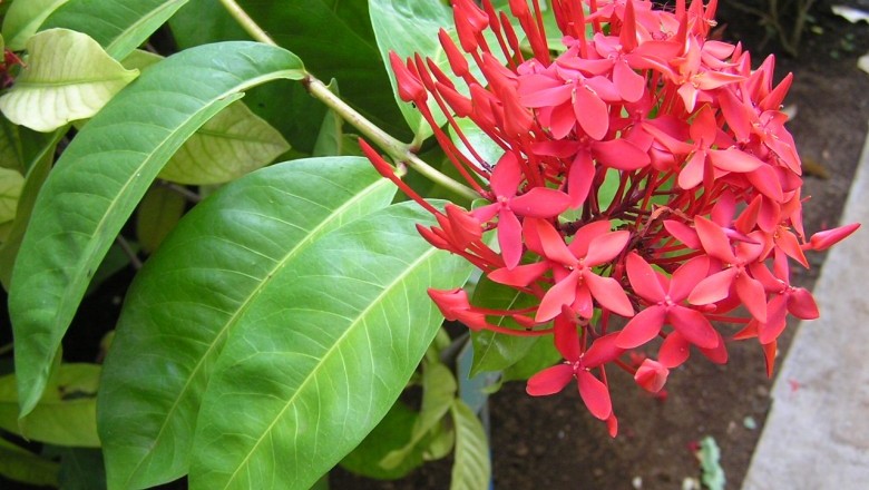 Cây dược liệu cây Đơn Trung Quốc, Trang đỏ - Ixora chinensis Lam