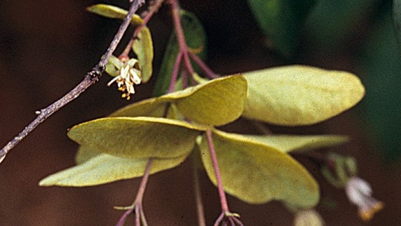 Cây dược liệu cây Dó mười nhị - Linostoma decandrum (Roxb.) Wall. ex Endl