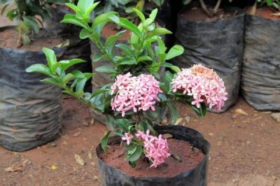 Cây dược liệu cây Đơn lá nhọn, Trang chót buồm - Ixora cuneifolia Roxb
