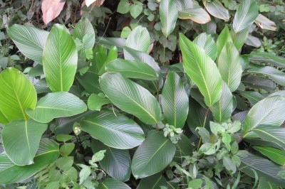 Cây dược liệu cây Dong - Phrynium capitatum Willd