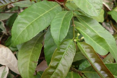 Cây dược liệu cây Đơn mặt trời, Đơn lá đỏ, Liễu đỏ -Excoecaria cochinensis Lour