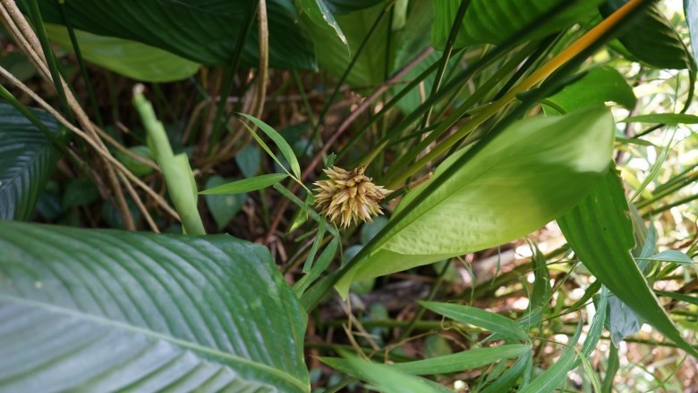 Cây dược liệu cây Dong rừng, Lá dong - Phrynium placentarium (Lour.) Merr. (P. parviflorum Roxb.)
