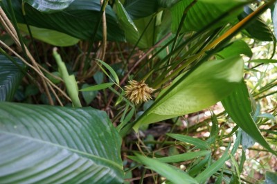 Cây dược liệu cây Dong rừng, Lá dong - Phrynium placentarium (Lour.) Merr. (P. parviflorum Roxb.)