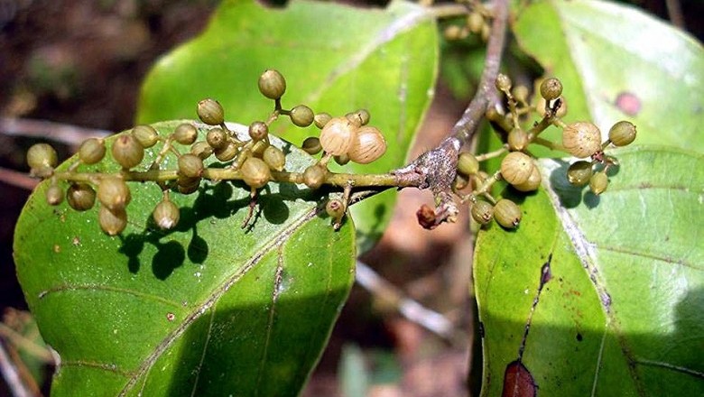 Cây dược liệu cây Đơn hồng - Maesa ramentacea (Roxb,) A. DC