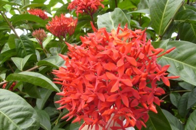 Cây dược liệu cây Đơn lào, Trang lào - Ixora laotica Pit