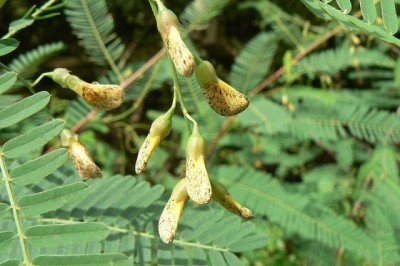 Cây dược liệu cây Điền thanh bụi, Điên điển - Sesbania sesban (L.) Merr, Aeschynomene sesban L.)