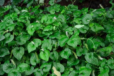 Cây dược liệu cây Diếp cá suối. Lá giấp suối, Rau má suối - Gymnotheca chinensis Decne