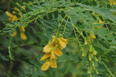 Cây dược liệu cây Điên điển đẹp - Sesbania speciosa Taub, ex Engl