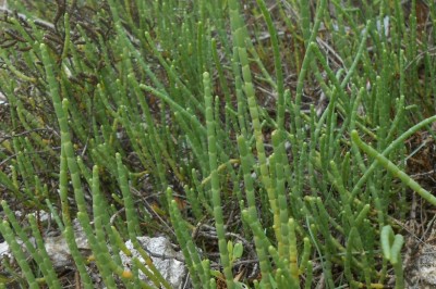 Cây dược liệu cây Diêm giác - Arthrocnemum indicum (Willd.) Moq. - Tand. (Salicornia indica Willd.)