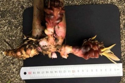 Phát hiện loài thực vật mới cho thế giới tại vườn Quốc gia Vũ Quang