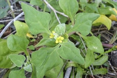 Cây dược liệu cây Dền tây - Tetragonia tetragonoides (Pall.) O. Ktze (T. expansa Thunb.)