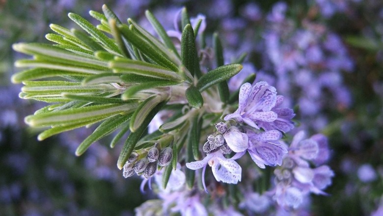 Cây dược liệu cây Hương thảo, Tây dương chổi - Rosmarinus officinalis L