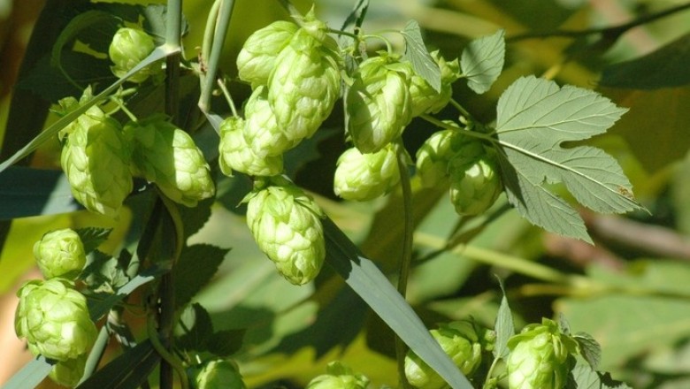Cây dược liệu cây Húp lông, Hoa bia - Humulus lupulus L