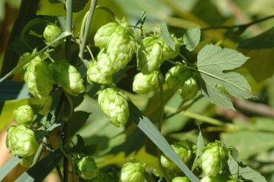 Cây dược liệu cây Húp lông, Hoa bia - Humulus lupulus L