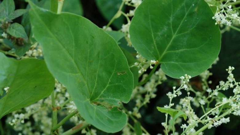 Cây dược liệu cây Hà thủ ô, Hà thủ ô đỏ - Polygonum multiflorum Thumb