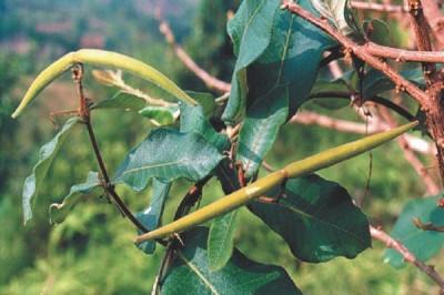 Cây dược liệu cây Hà thủ ô trắng, Dây sữa bò - Streptocaulon juventas Merr
