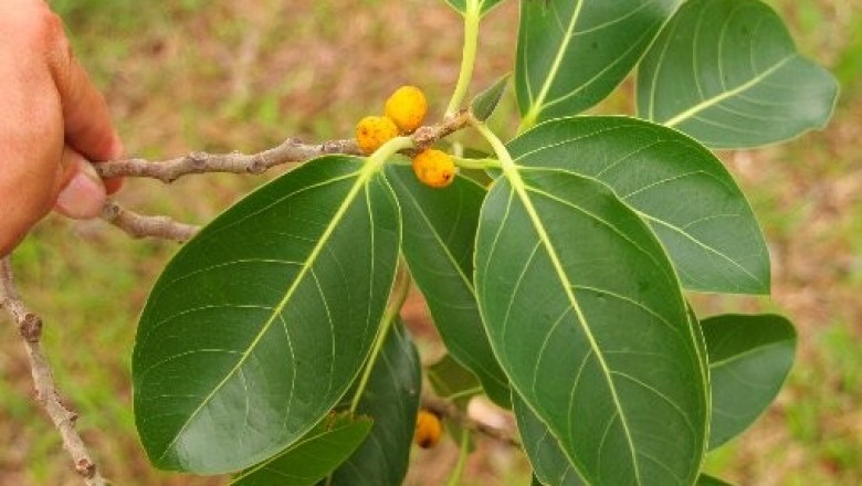 Cây dược liệu cây Đa,  Đa tía, Đa tròn - Ficus altissima Blume