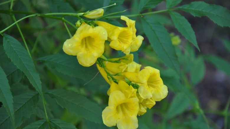 Cây dược liệu cây Huỳnh liên, So đo bông vàng - Tecoma stans (L.) H.B.K (Stenolobium stans (L.) Seem.)