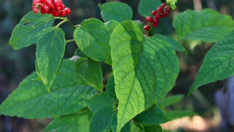 Cây dược liệu cây Dền leo - Deeringia amaranthoides (Lam.) Merr