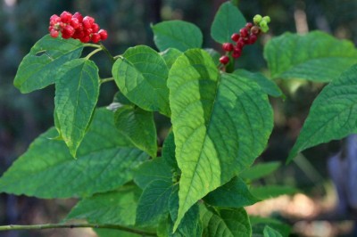 Cây dược liệu cây Dền leo - Deeringia amaranthoides (Lam.) Merr