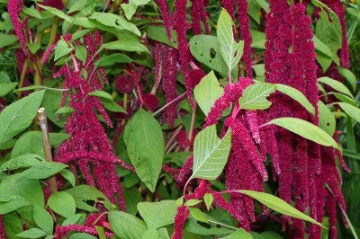 Cây dược liệu cây Dền đuôi chồn - Amaranthus caudatus L