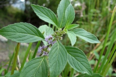 Cây dược liệu cây Húng cây - Mentha arvensis L. var, Javanica (Blume). Hook.f