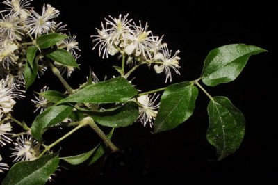 Cây dược liệu cây Dây vằng trắng, Dây rơm, Sơn mục - Clematis granulata (L.) Ohwi (C. meyeniana Walp. var. granulata Finet et Gagnep)