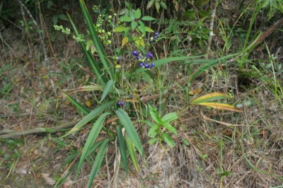 Cây dược liệu cây Hương lâu, Huệ rừng, cây bả chuột - Dianella ensifolia (L.) DC