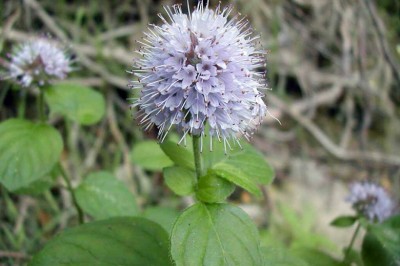 Cây dược liệu cây Húng lũi - Mentha aquatica L