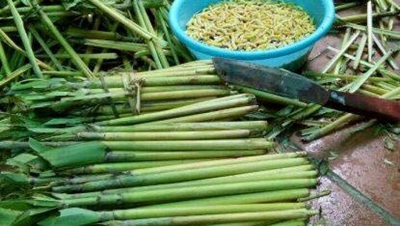Cây dược liệu cây Đót, Chít - Thysanolaena latifolia (Roxb. ex Hornem.) Honda (T.maxima O. Ktze)