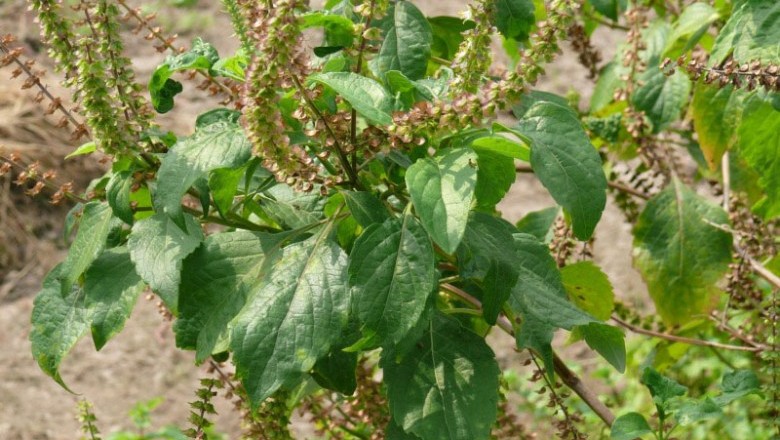 Cây dược liệu cây Hương nhu trắng, É lá lớn - Ocimum gratissimum L